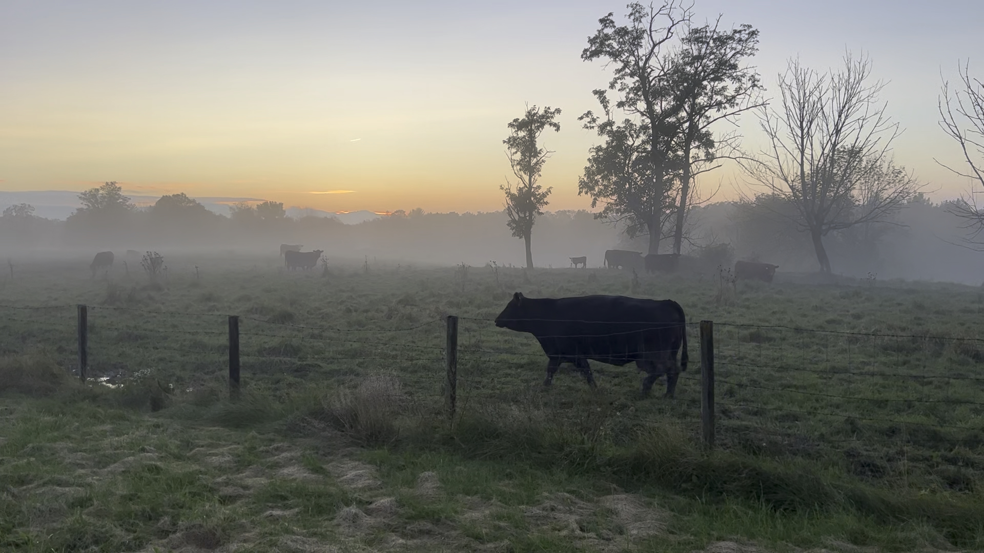 Cows grazing in the early morning dew on a farm in Stuyvesant Falls, Columbia County, New York