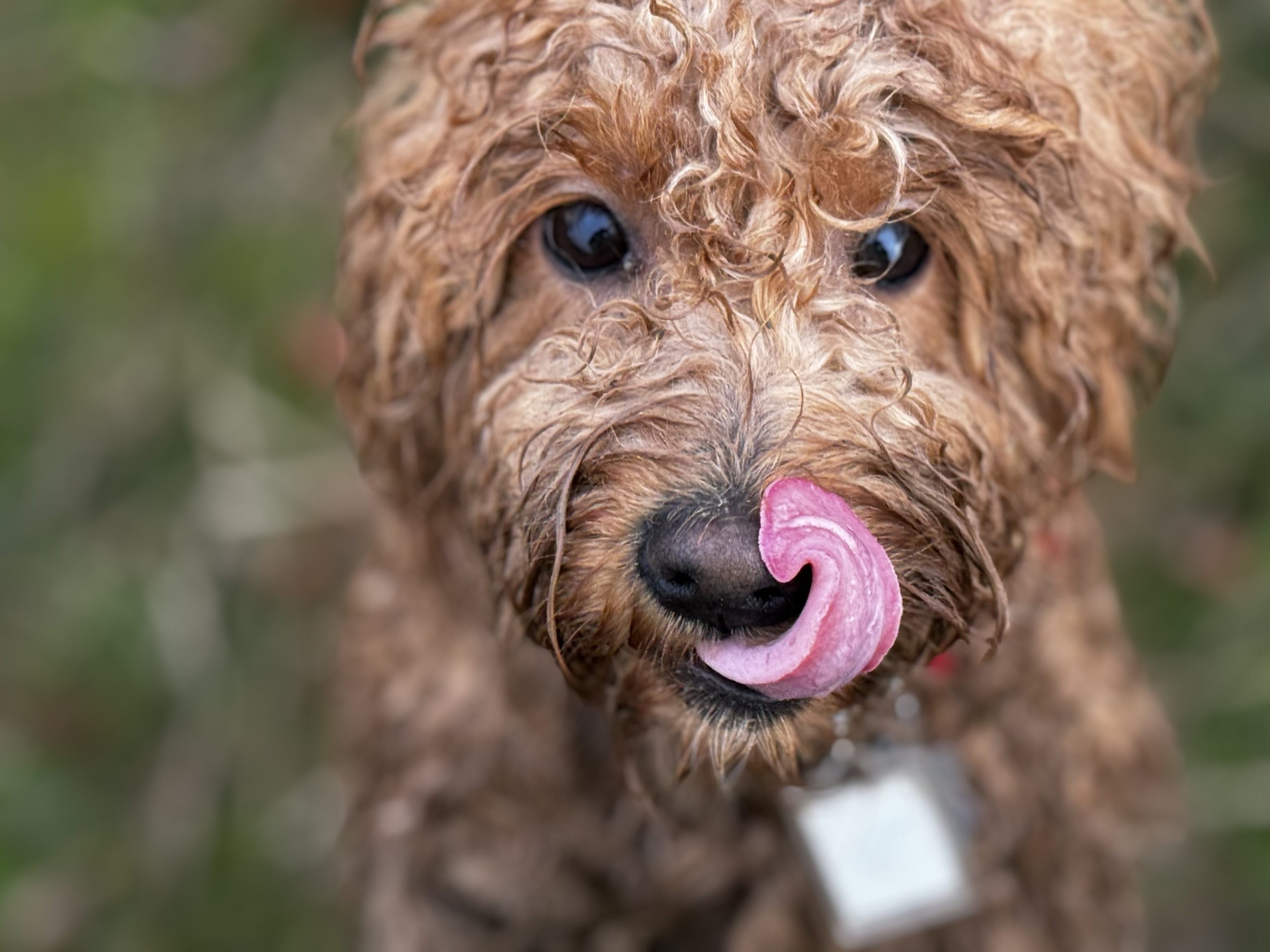 A soaking wet dog fresh out of the north pond licking his lips at Glencadia Dog Camp