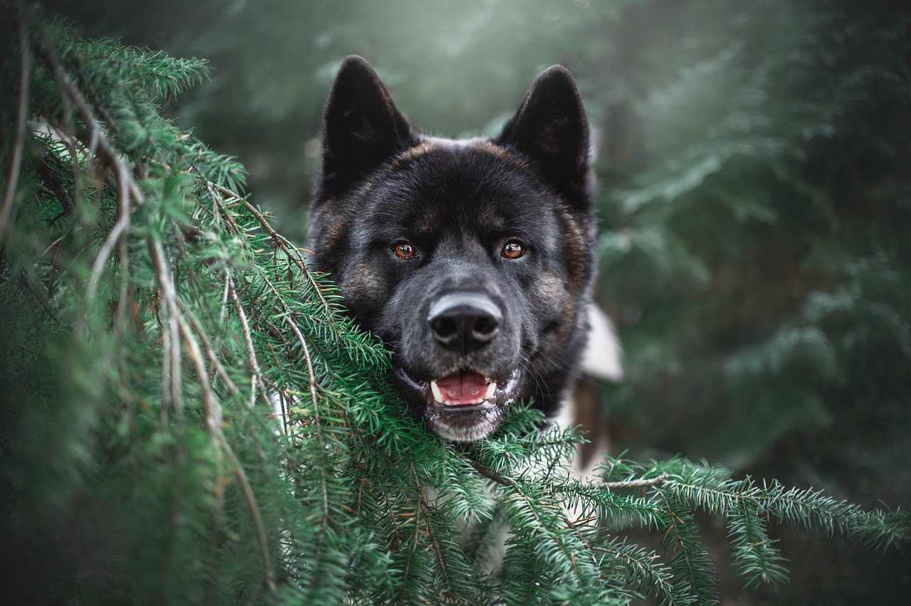 A watchful Akita stalking his prey from behind an evergreen tree in the great north