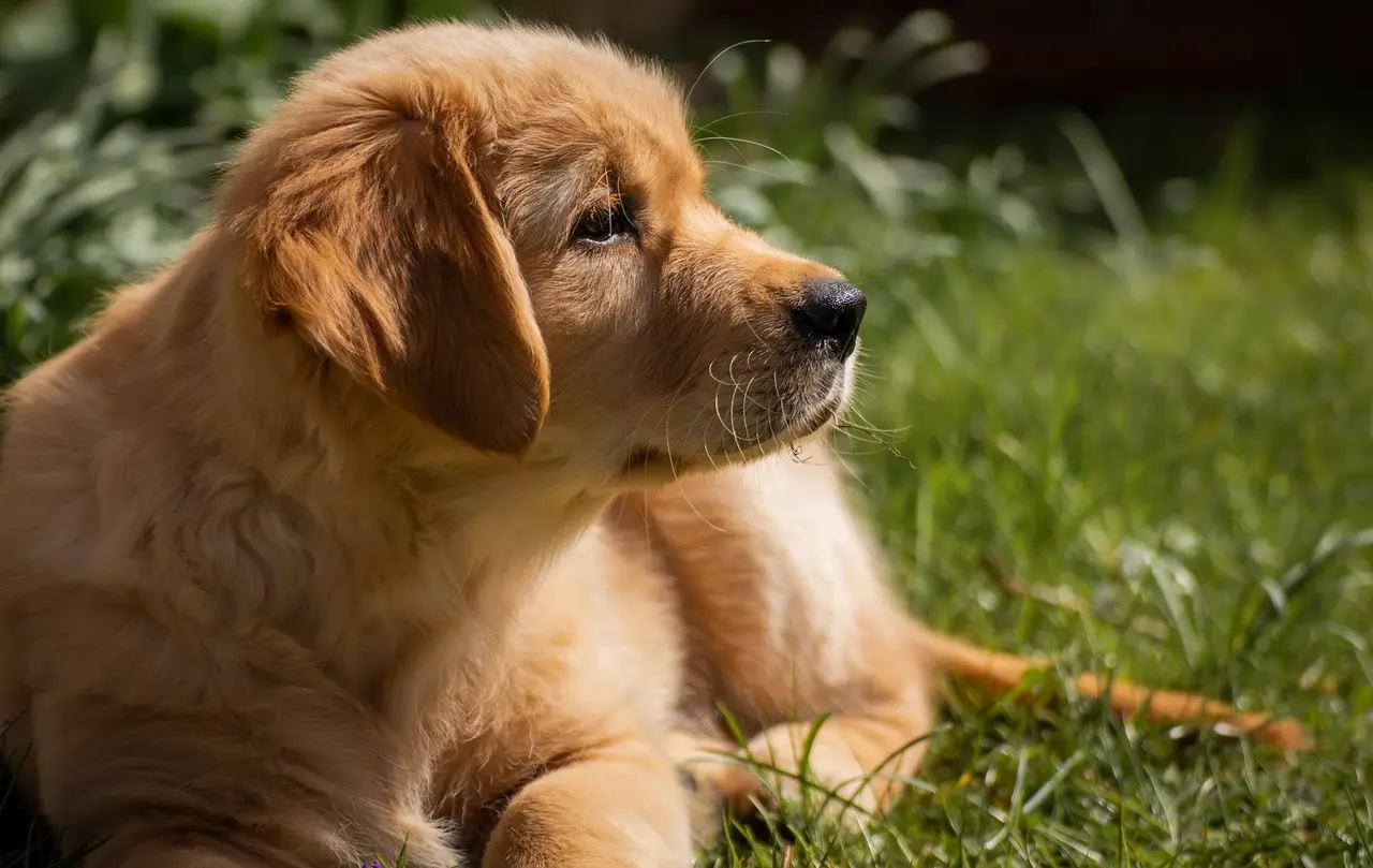 Golden retriever puppy laying in untrimmed grass on a sunny day