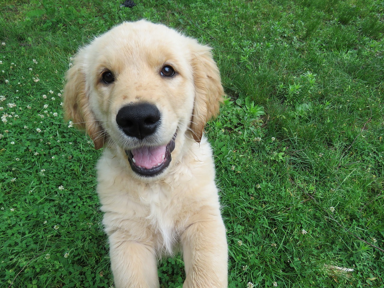 golden retriever puppy jumping up on the leg of the picture taker, in a lush field of green grass.