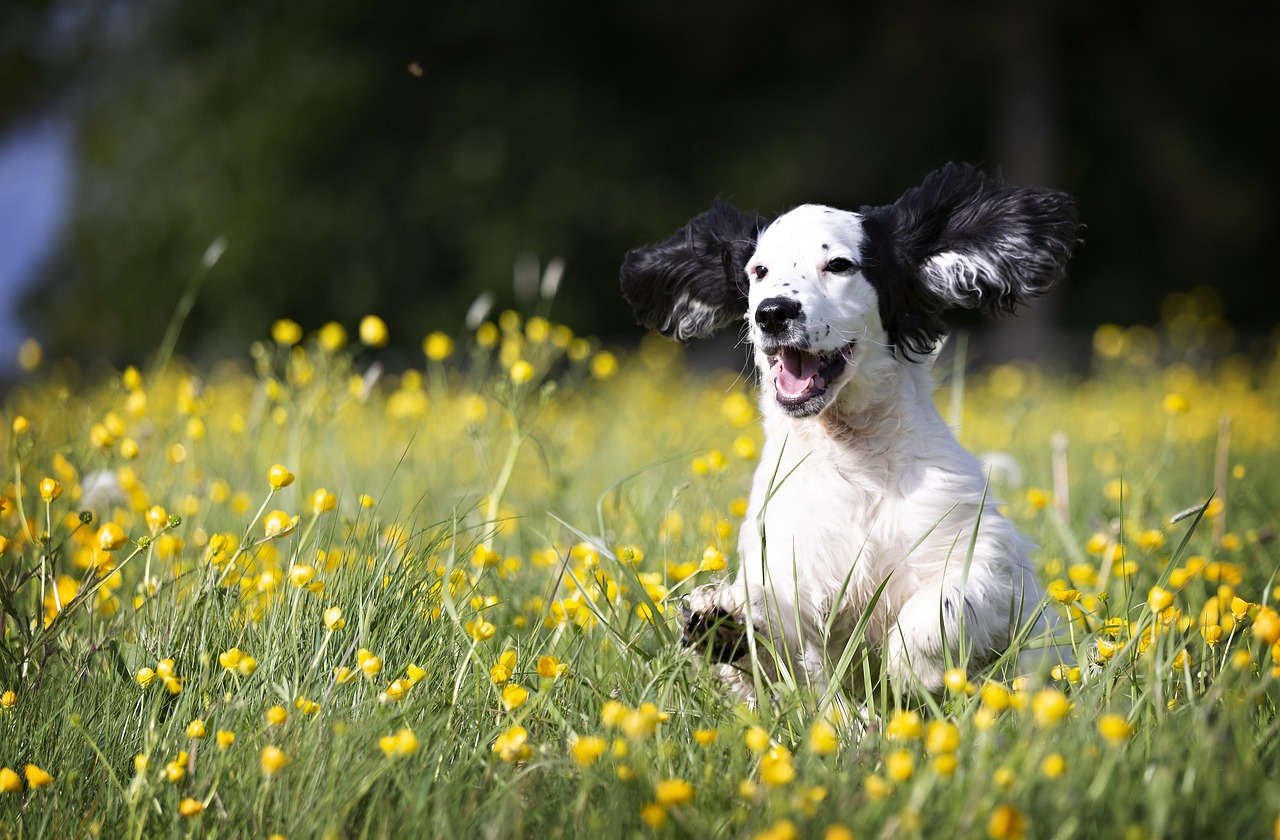 Spaniel running happily in a field of mustards