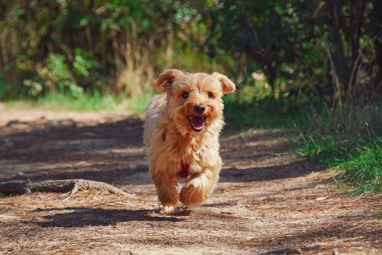 Yorkie puppy running down a dirt path in the woods
