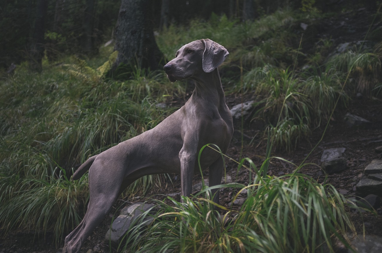 Weimaraner Hunting in the woods. Standing tall and fit, ready to complete it's task 