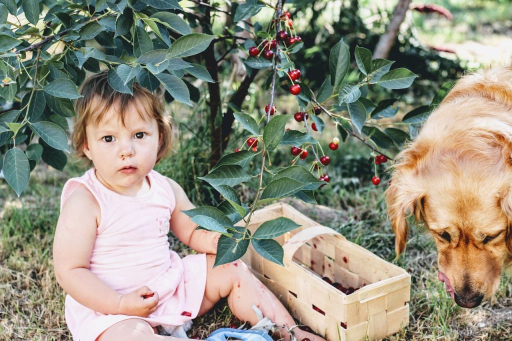 Dog Nutrition - young girl sitting under a fruit tree in an orchard with her golden retriever sniffing the fresh fruit
